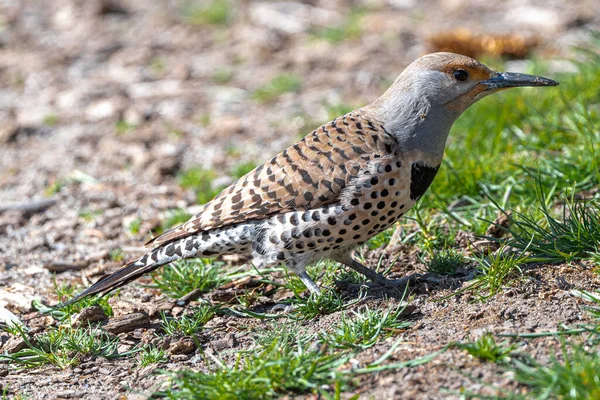 Flicker Norte Comum Colaptes Auratus — Fotografia de Stock