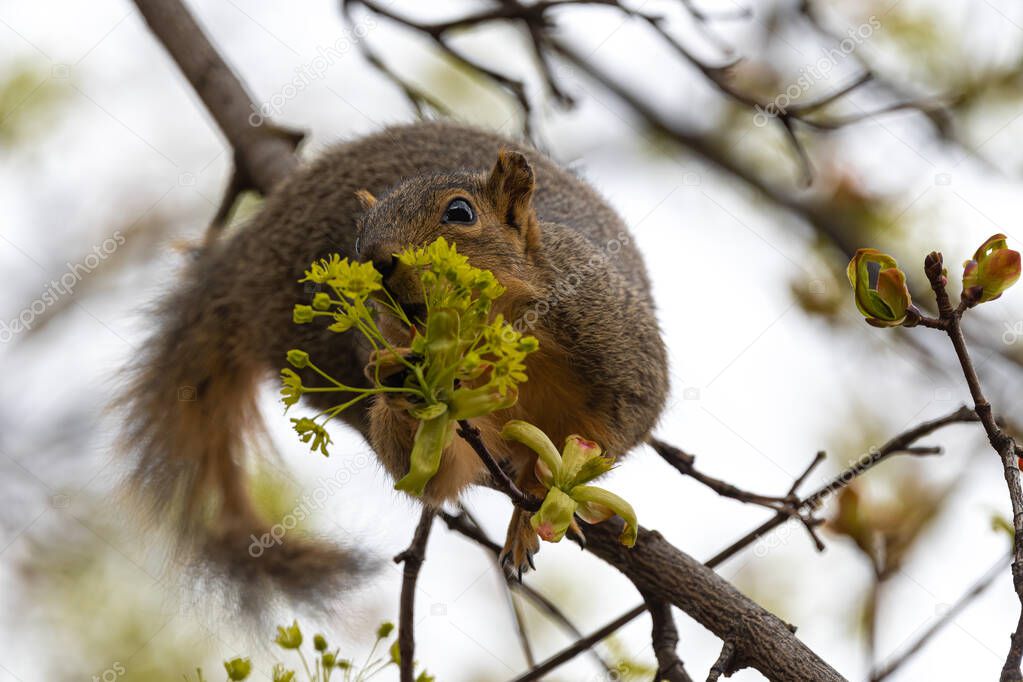 Eastern Fox Squirrel (Sciurus niger) Munching Maple Tree Flowers in Spring