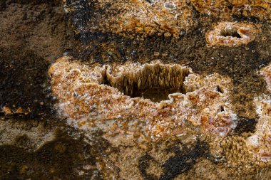 Bisküvi Havzası 'ndaki Jeotermal Yapılar, Yellowstone Parkı