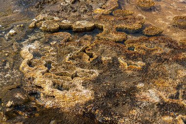 Bisküvi Havzası 'ndaki Jeotermal Yapılar, Yellowstone Parkı