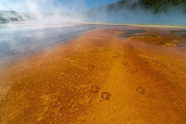 Bacteria Mud Formations Grand Prismatic Spring Εθνικό Πάρκο Yellowstone — Φωτογραφία Αρχείου