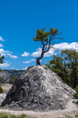 Mamut Üst Teras Bölgesi, Yellowstone Ulusal Parkı
