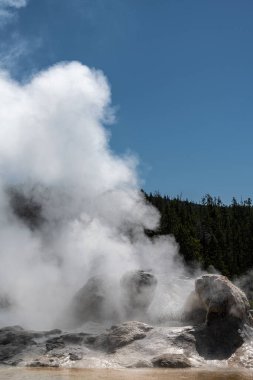 Grotto Gayzer, Yukarı Gayzer Havzası, Yellowstone Ulusal Parkı