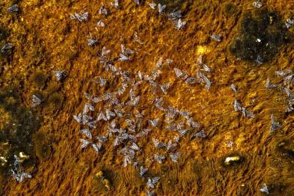 Dead Flies Vicinity Beauty Pool Upper Geyser Basin Yellowstone National — стоковое фото