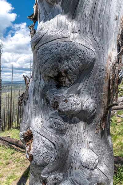 Burned Tree on Lake Butte Overview, Yellowstone National Park