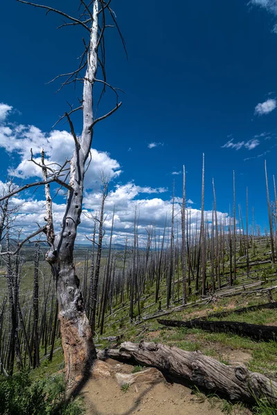 Burned Tree Lake Butte Overview Yellowstone National Park Stock Image