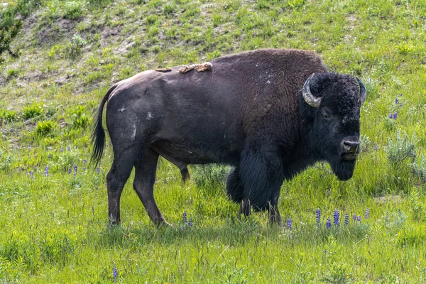 Bison Brouteur Parc National Yellowstone — Photo