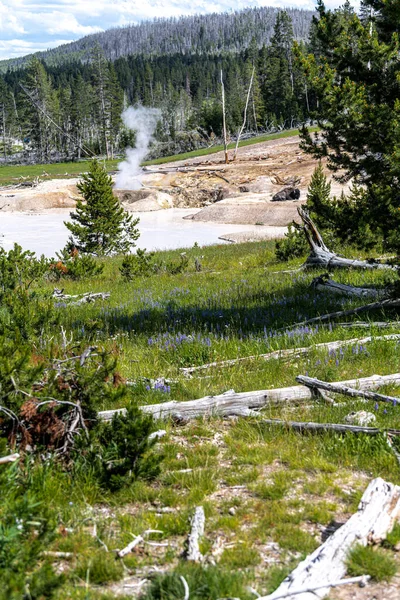 Descanso Bisonte Área Del Volcán Mud Parque Nacional Yellowstone — Foto de Stock
