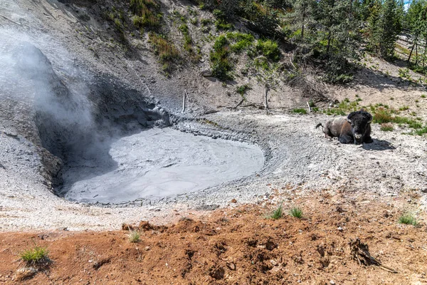 Bison ile Çamur Volkanı Bölgesi, Yellowstone Ulusal Parkı