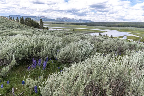 Hayden Valley Yellowstone River Yellowstone National Park — Stock Photo, Image