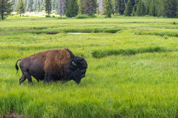 Bison Près Rivière Gibbon Parc National Yellowstone — Photo