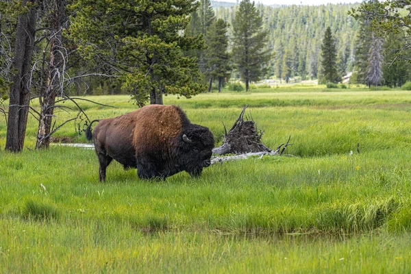 Bisonte Junto Río Gibbon Parque Nacional Yellowstone —  Fotos de Stock