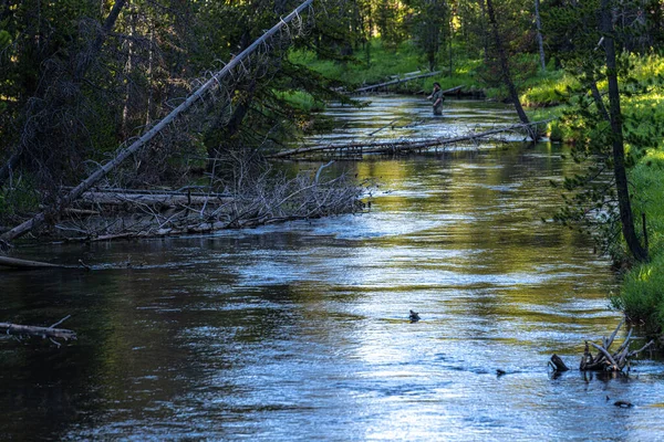 Риболовля Долині Річки Національний Парк Єллоустон — стокове фото