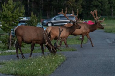 Geyik (Cervus canadensis), Yellowstone Milli Parkı 'nda, Köprü Koyu Kampı' nda akşam saatlerinde geziniyor.