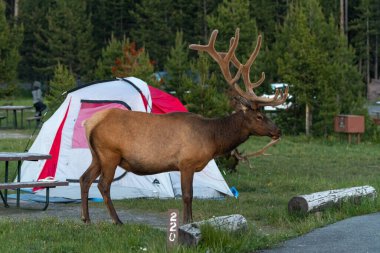 Geyik (Cervus canadensis), Yellowstone Milli Parkı 'nda, Köprü Koyu Kampı' nda akşam saatlerinde geziniyor.