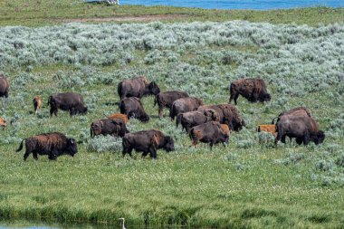 Hayden Vadisi, Yellowstone Ulusal Parkı 'nda otlayan Amerikan Bizonu (Bizon bizonu)
