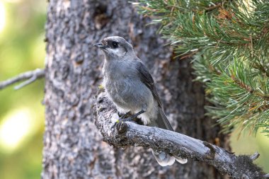 Gri Jay (Perisoreus canadensis) Kuş, Yellowstone Ulusal Parkı