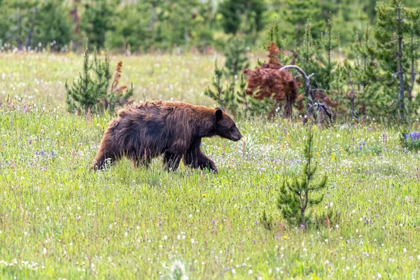 Amerikan Siyah Ayısı (Ursus americanus) Çayırları geçiyor, Yellowstone Ulusal Parkı