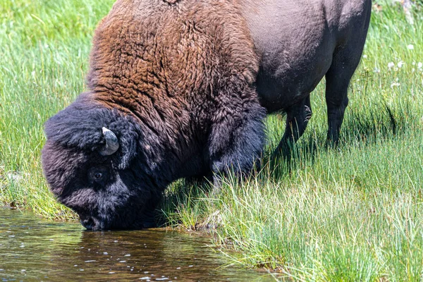 Beber Bisonte Americano Bisonte Bisonte Parque Nacional Yellowstone —  Fotos de Stock