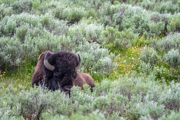 Descanso Bisonte Americano Bisonte Bisonte Parque Nacional Yellowstone —  Fotos de Stock