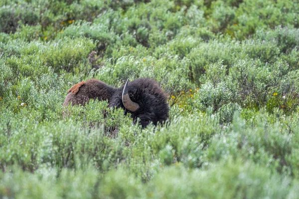 Descanso Bisonte Americano Bisonte Bisonte Parque Nacional Yellowstone —  Fotos de Stock
