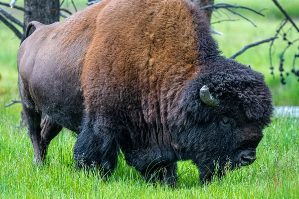 Bison Amérique Bison Bison Parc National Yellowstone — Photo