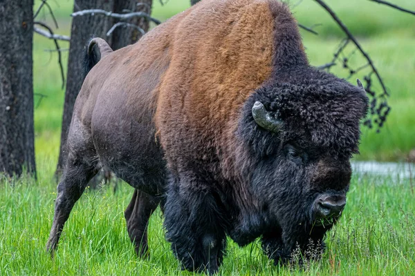 Bison Amérique Bison Bison Parc National Yellowstone — Photo