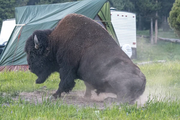 Bison Amérique Bison Bison Roulant Dans Sable Soirée Sur Terrain — Photo