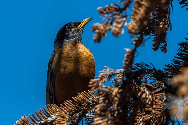 Amerikanska Robin Turdus Migratorius Teton National Park — Stockfoto