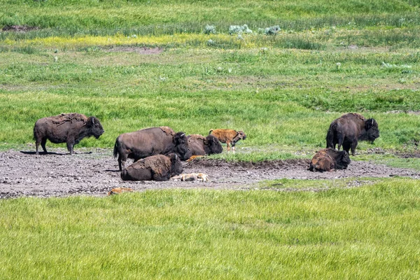 Grazing American Bison Bison Bison Hayden Valley Yellowstone National Park — Stock Photo, Image