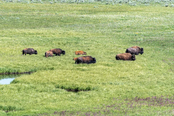 Grazing American Bison Bisonte Bisonte Hayden Valley Yellowstone National Park —  Fotos de Stock