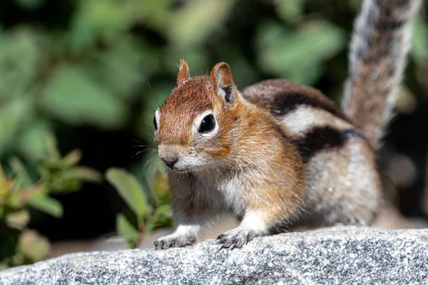 Guldmantlad Jordekorre Callospermophilus Lateralis Grand Teton National Park — Stockfoto