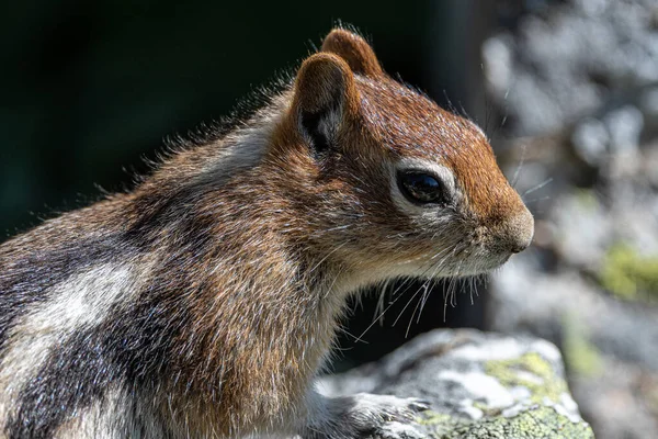 Guldmantlad Jordekorre Callospermophilus Lateralis Grand Teton National Park — Stockfoto