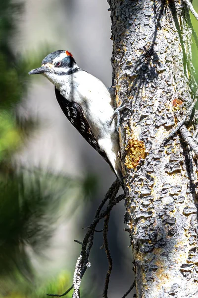 Хавьер Вудпекер Hacconotopicus Villosus Йеллоустонский Национальный Парк — стоковое фото