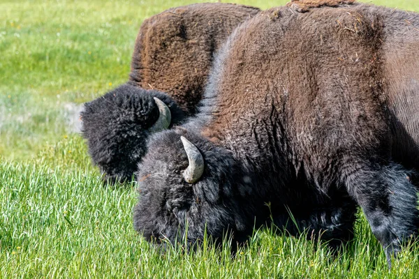 Bison Amérique Bison Bison Brouteur Dans Vallée Hayden Parc National — Photo