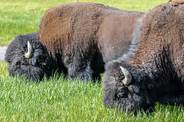 Bison Amérique Bison Bison Brouteur Dans Vallée Hayden Parc National — Photo
