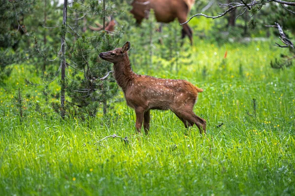 Jonge Eland Cervus Canadensis Wandelen Het Bos Yellowstone National Park — Stockfoto