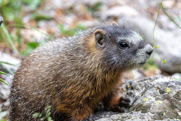 Yellow Bellied Marmot Marmota Flaviventris Yellowstone National Park — Stock Photo, Image