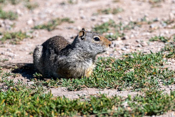 Uinta Ground Squirrel Urocitellus Armatus Grand Teton National Park — 스톡 사진