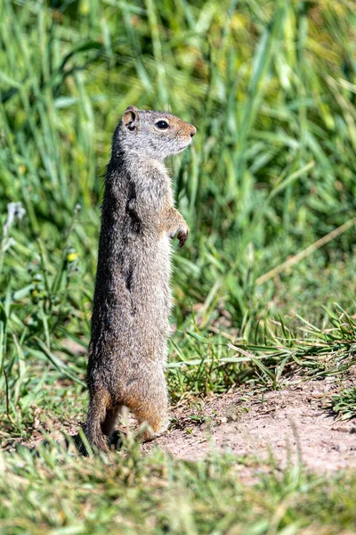 Esquilo Terra Uinta Urocitellus Armatus Grand Teton National Park — Fotografia de Stock