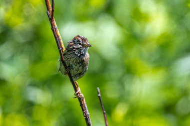 Grand Teton Ulusal Parkı 'nda Song Sparrow