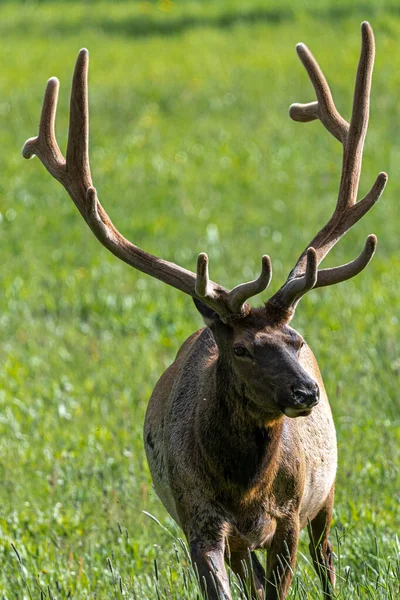 Mannelijke Eland Cervus Canadensis Nationaal Park Yellowstone — Stockfoto