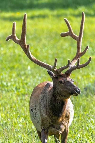 Elk Cervus Canadensis 옐로스톤 — 스톡 사진