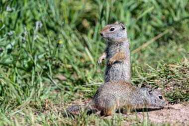 Genç Uinta Yer Sincabı (Urocitellus armatus) Daimi Muhafız, Grand Teton Ulusal Parkı
