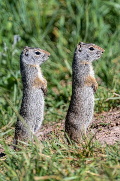 Unga Uinta Ground Squirrel Urocitellus Armatus Stående Vakt Grand Teton — Stockfoto