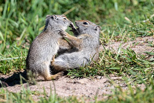 Grand Teton国家公园 Young Playing Uinta Ground Squirrel Urocitellus Armatus — 图库照片