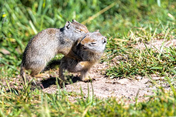 Ung Lek Uinta Ground Squirrel Urocitellus Armatus Grand Teton National — Stockfoto