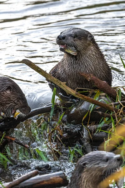 North American River Otter Lontra Canadensis — Stock Photo, Image