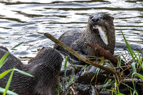 North American River Otter Lontra Canadensis — Stock Photo, Image