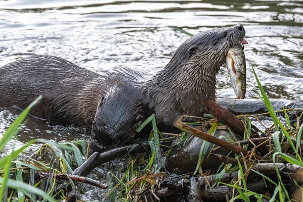 North American River Otter Lontra Canadensis — Stock Photo, Image